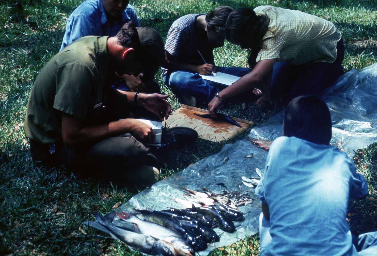 Federal Fish and Wildlife Service researchers documenting a fish kill, kneeling on grass with specimens and clipboard