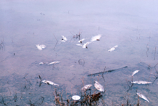 Dead fish floating belly-up on the surface of a contaminated body of water